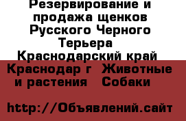 Резервирование и продажа щенков Русского Черного Терьера - Краснодарский край, Краснодар г. Животные и растения » Собаки   